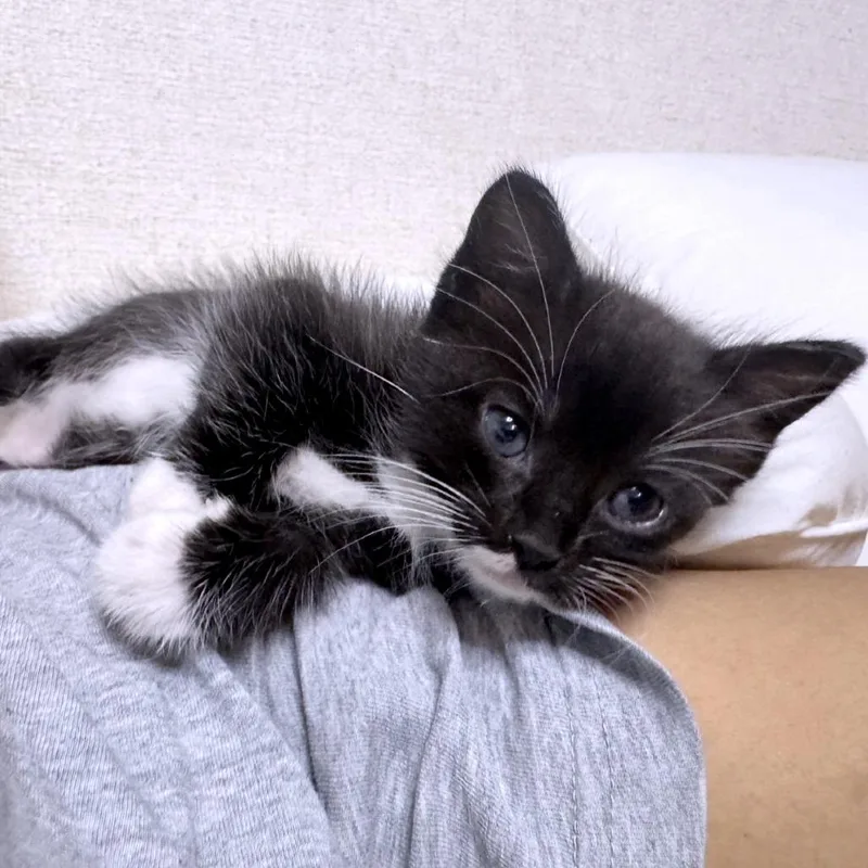 A baby small-sized female Black Domestic Short Hair cat named Ominous Spider for adoption in Austin, TX