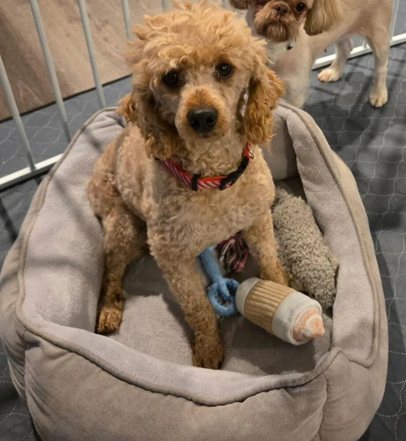A young small-sized male Red / Chestnut / Orange Poodle dog named Poodle Miniature Rusty for adoption in Omaha, NE