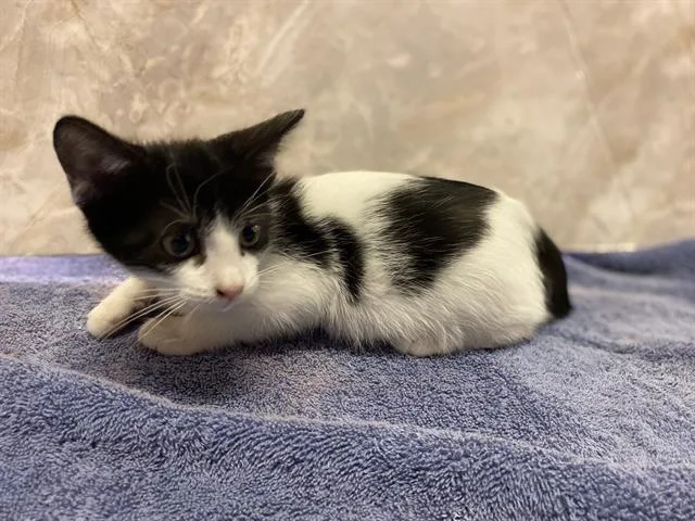 Ori