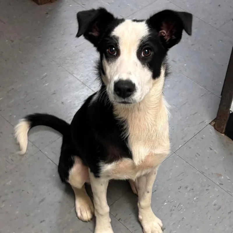 A baby medium-sized female Black Border Collie dog named Jersey for adoption in Hackett, AR