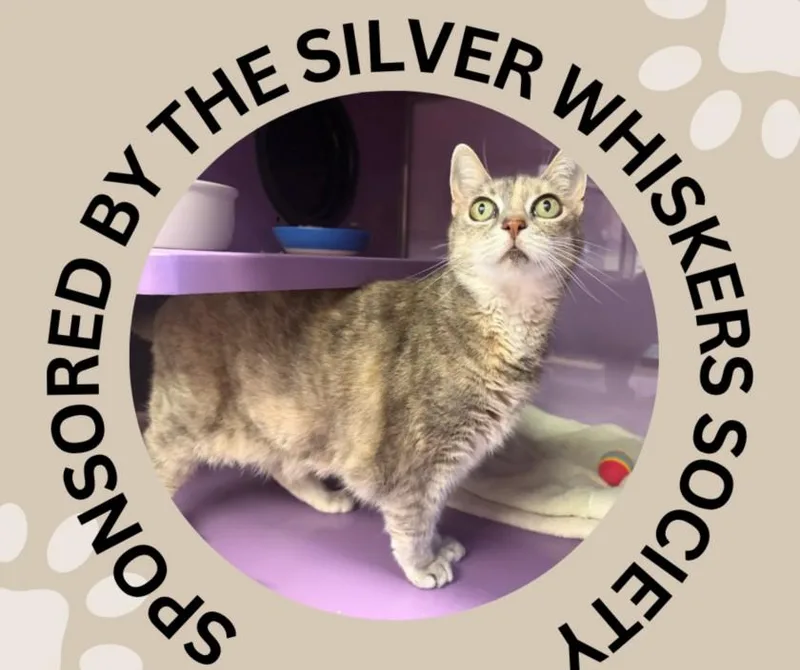 A senior medium-sized female Domestic Medium Hair cat named Perky for adoption in Santa Cruz, CA