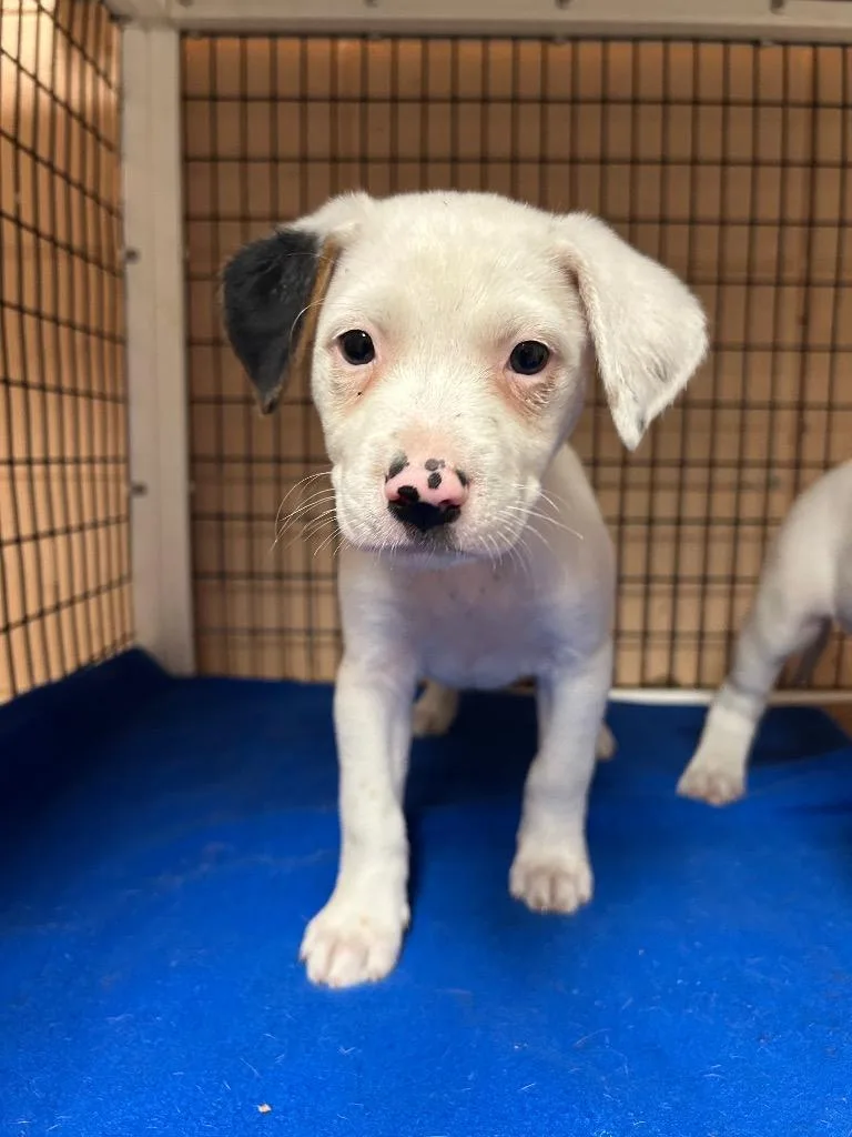 A baby medium-sized female Hound dog named Amora for adoption in Gautier, MS