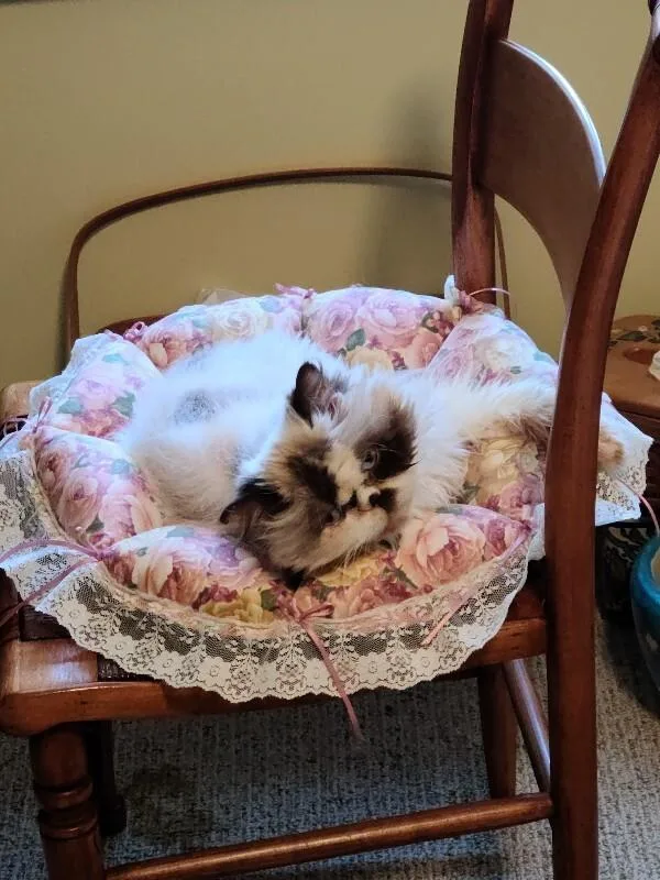 A senior medium-sized female Calico Domestic Long Hair cat named Gulabi for adoption in Colmar, PA