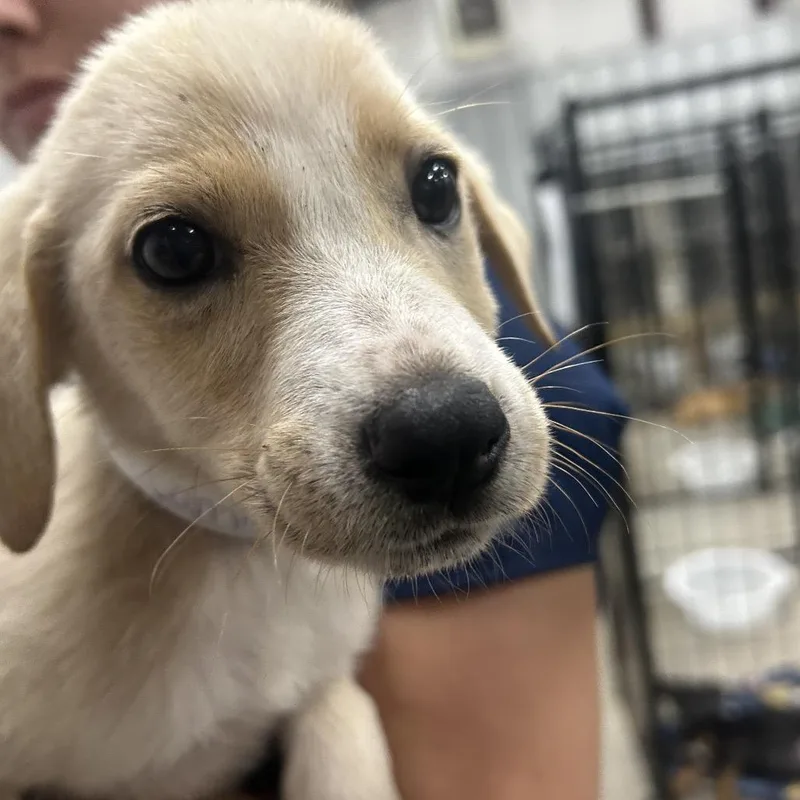 A baby small-sized female White / Cream Shepherd dog named Cammile for adoption in Parrish, AL