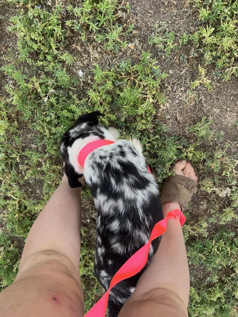 A baby medium-sized male Merle (Blue) Australian Shepherd dog named Trotter for adoption in Fort Collins, CO