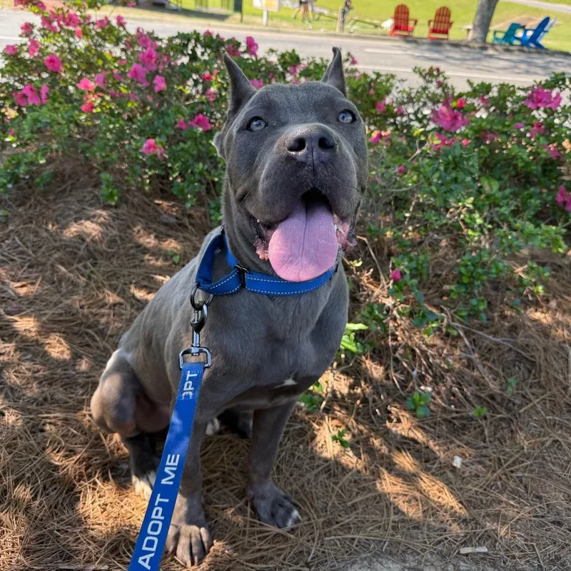 An adult large-sized male Cane Corso dog named Luigi for adoption in Daphne, AL