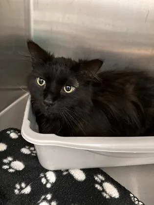 An adult medium-sized male Domestic Medium Hair cat named Vader for adoption in Lafayette, IN
