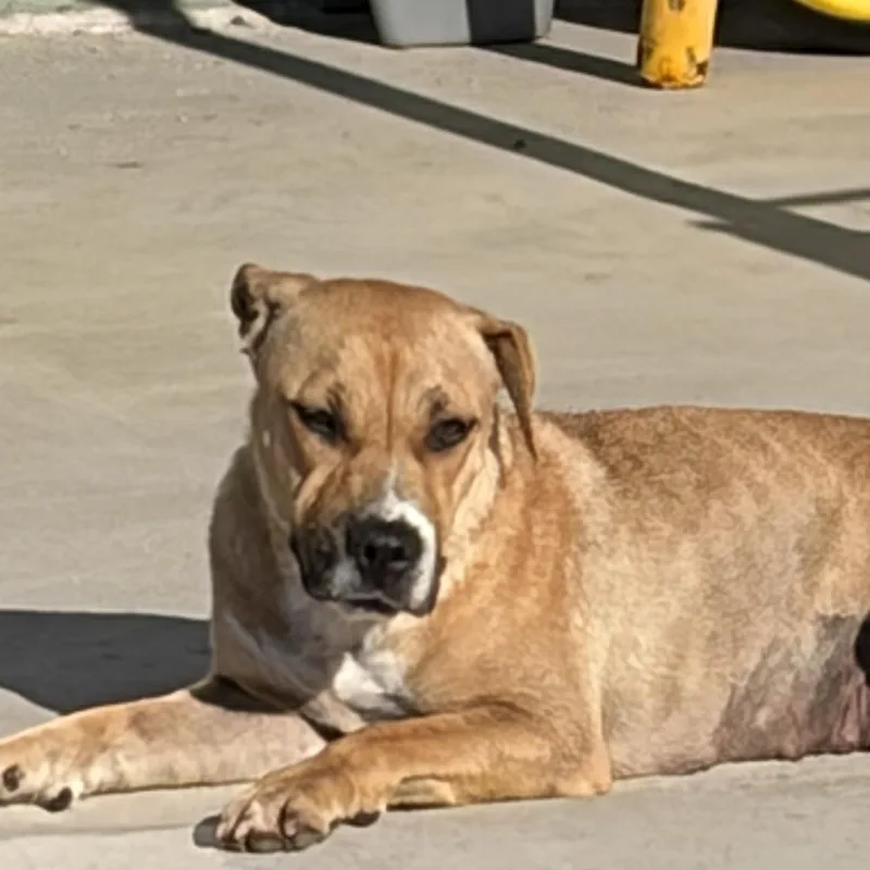 A young medium-sized female American Staffordshire Terrier dog named Freya for adoption in Corona, CA