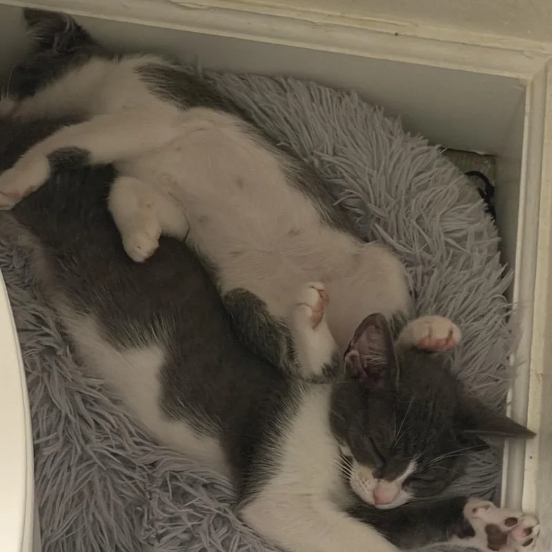 Mochi