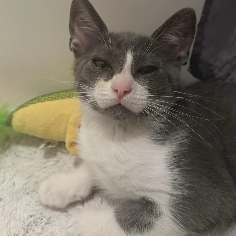 Mochi thumbnail 2