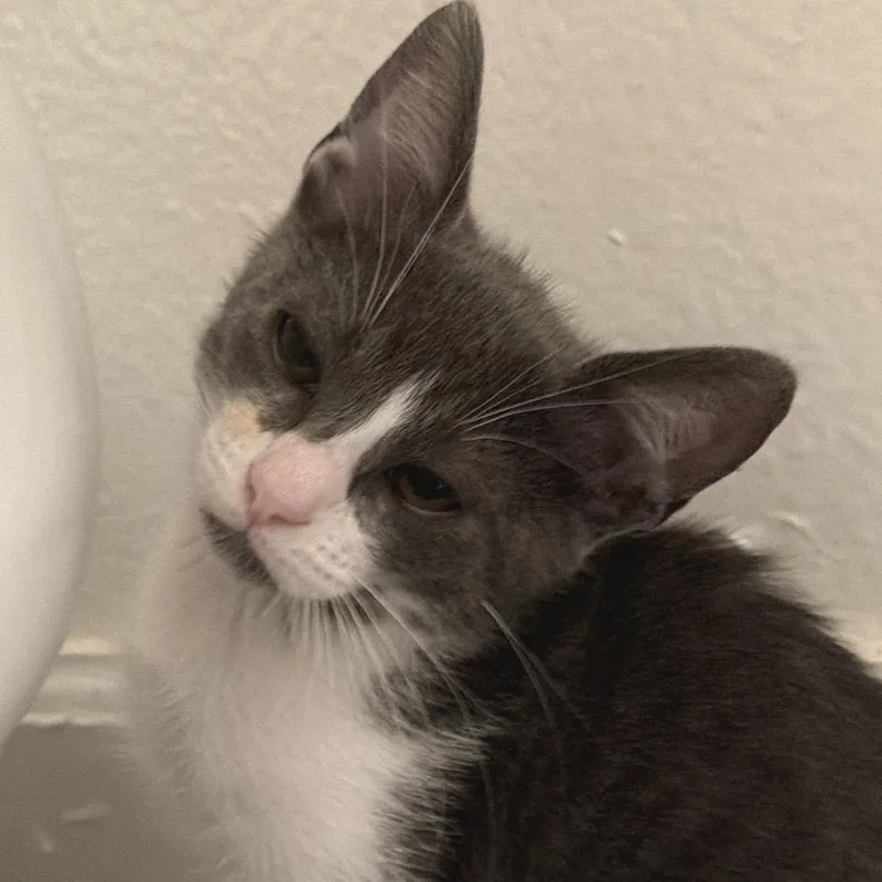 Mochi thumbnail 3