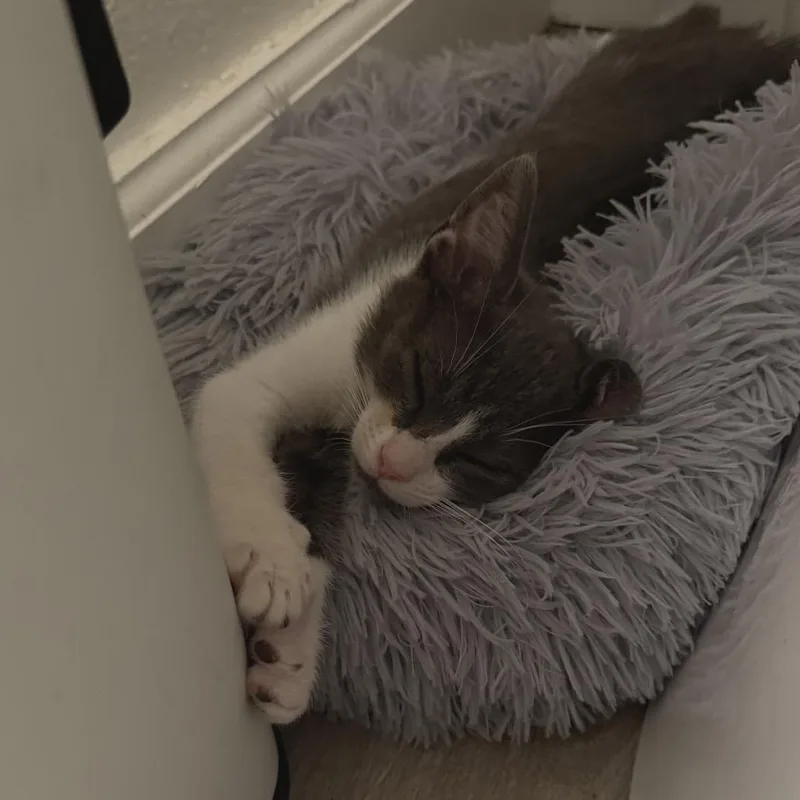 Mochi thumbnail 4