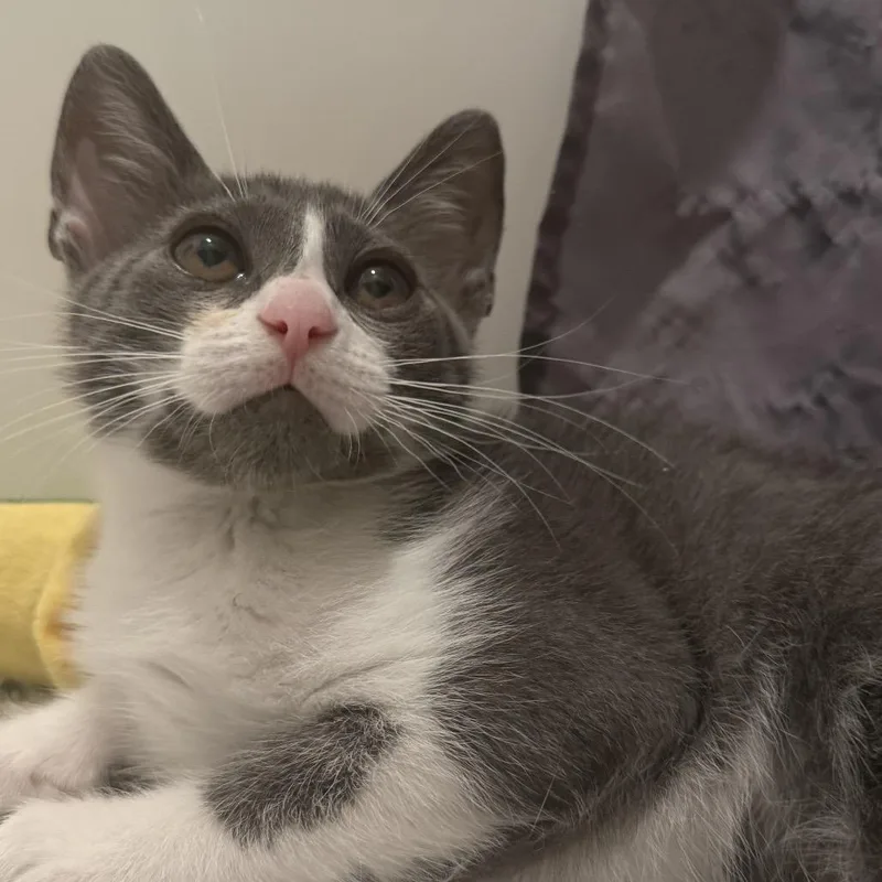 Mochi thumbnail 6
