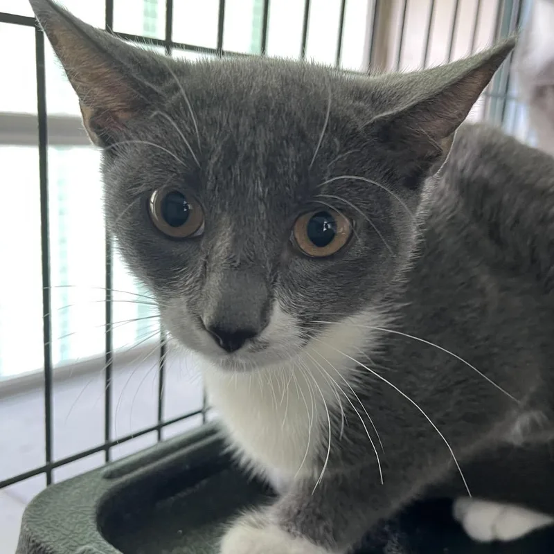 A baby small-sized male Gray / Blue / Silver Domestic Short Hair cat named Sterling for adoption in Sarasota, FL