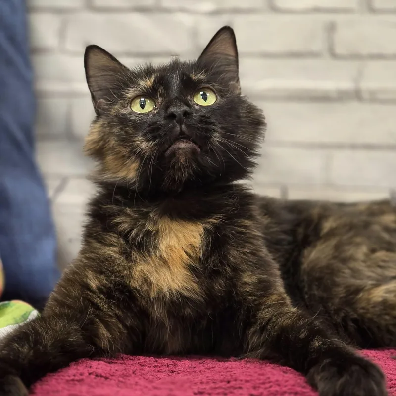 An adult medium-sized female Tortoiseshell Domestic Long Hair cat named Martini for adoption in Effingham, IL