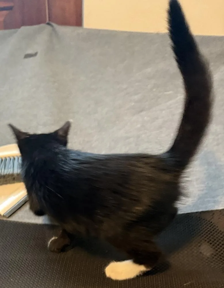 A young small-sized male Domestic Short Hair cat named Parker for adoption in Emporia, KS
