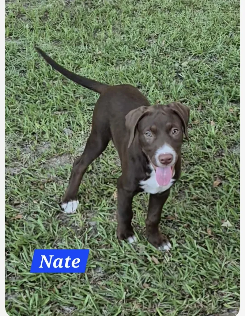 A baby medium-sized male Labrador Retriever dog named Nate for adoption in Hillsdale, NY
