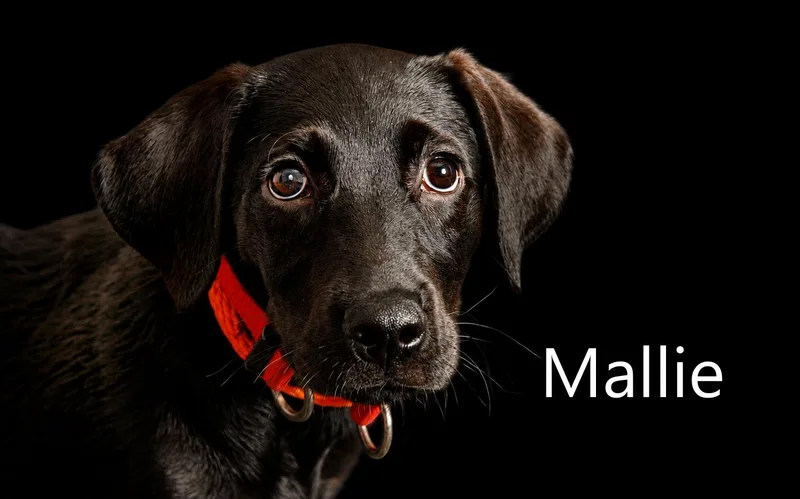 A young medium-sized female Black Retriever dog named Mallie for adoption in Mount Vernon, OH