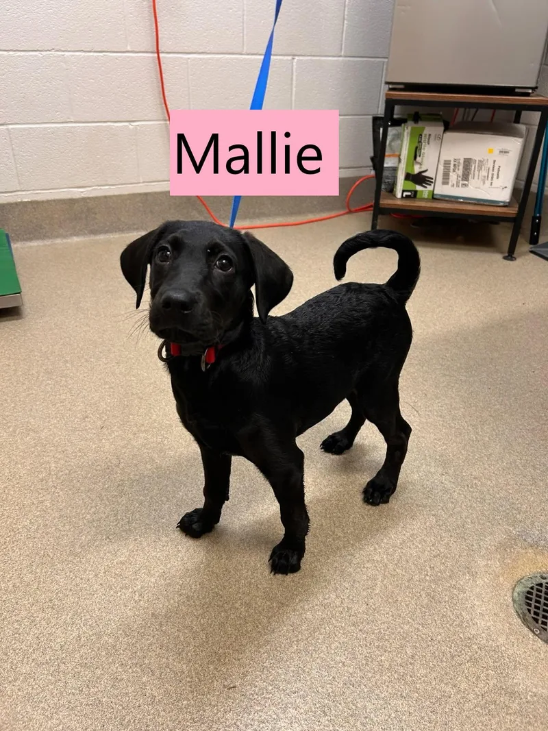 Mallie thumbnail 2