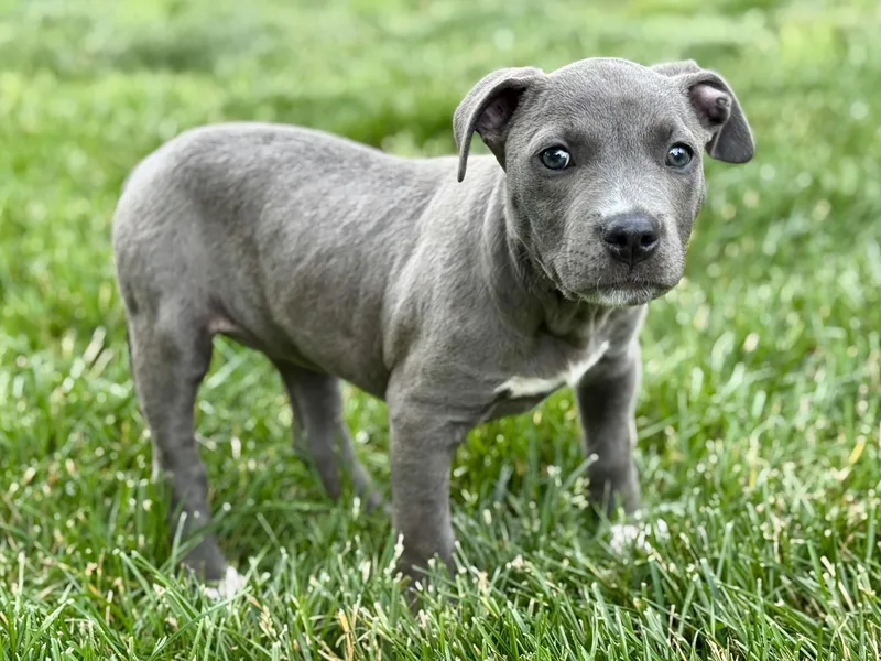 A baby medium-sized female Gray / Blue / Silver American Bully dog named Birdie for adoption in Mount Juliet, TN