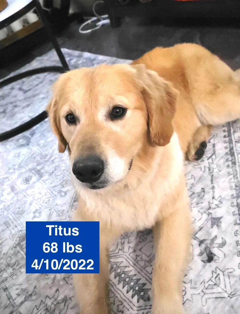 A young large-sized male Golden Golden Retriever dog named Titus for adoption in Allen, TX