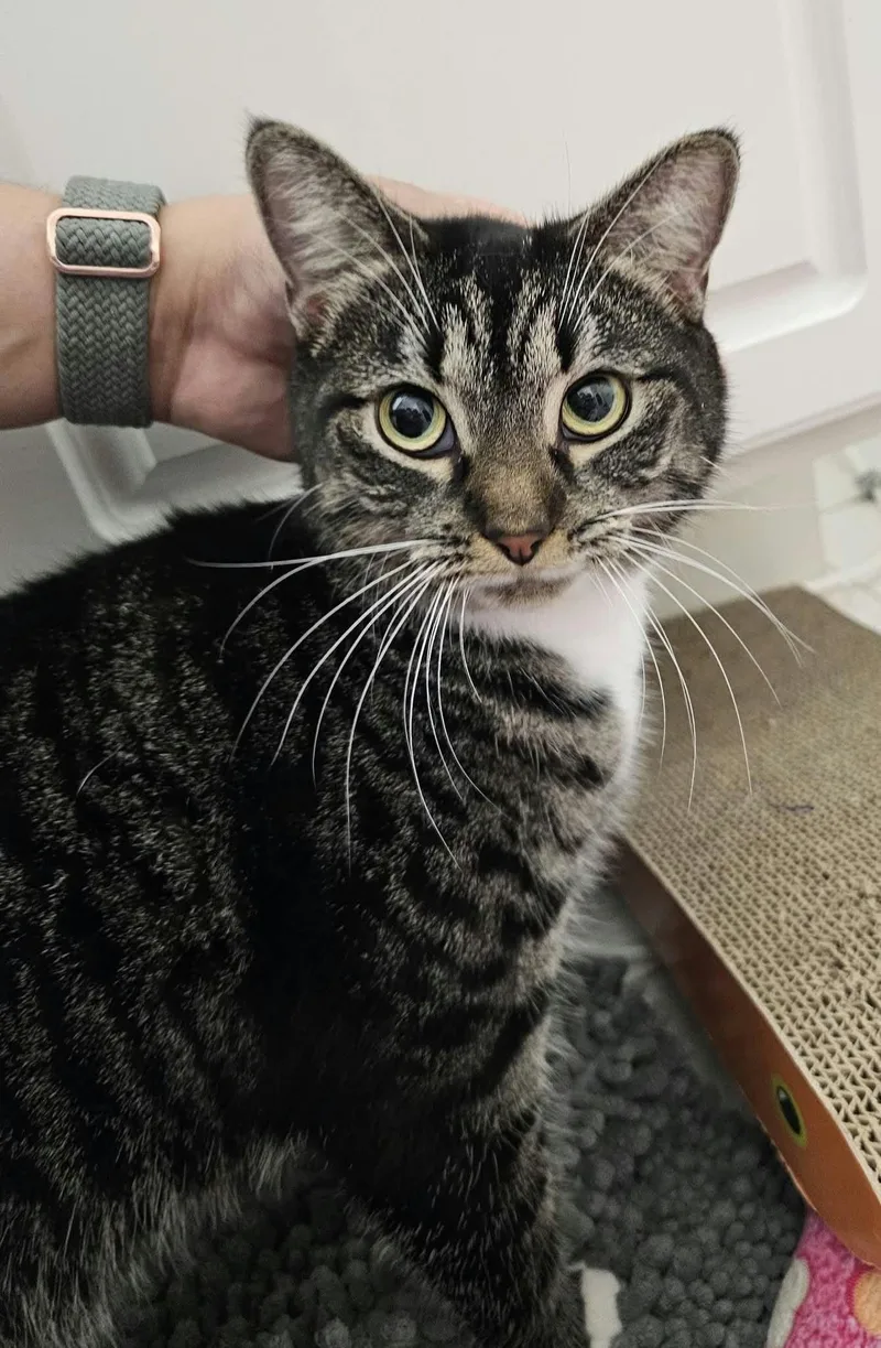A young medium-sized female Domestic Short Hair cat named Kiki for adoption in Manassas, VA