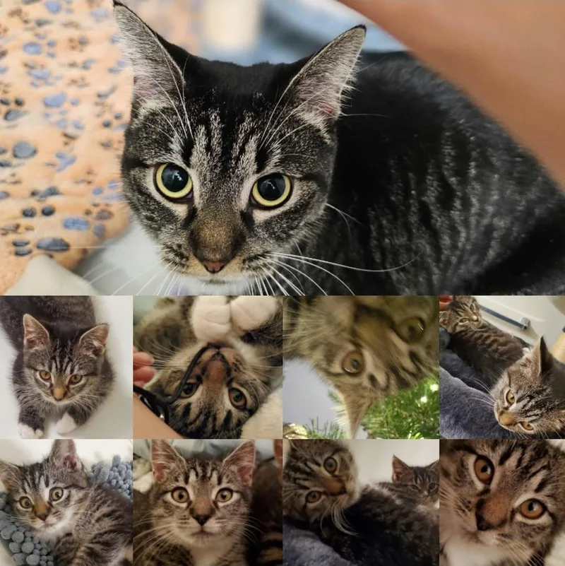 Kiki thumbnail 5