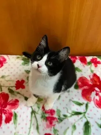 A baby small-sized male Black & White / Tuxedo Domestic Short Hair cat named Garbonzo for adoption in Woodbridge, VA