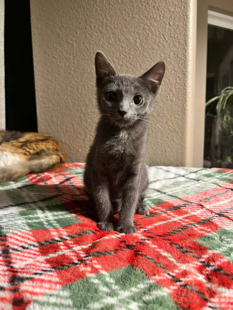 A baby medium-sized female Gray & White Domestic Short Hair cat named Tammy for adoption in Wheat Ridge, CO