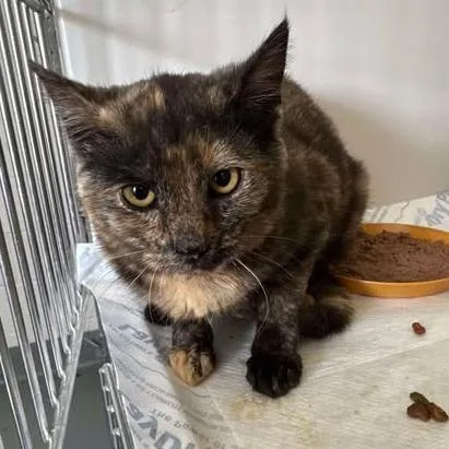 A young small-sized female Tortoiseshell Domestic Short Hair cat named Ida for adoption in Rocky Mount, VA