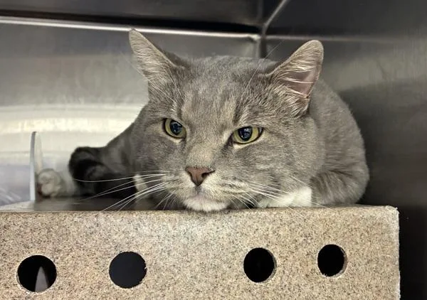 An adult small-sized male Domestic Short Hair cat named Big Grey for adoption in Salt Lake City, UT