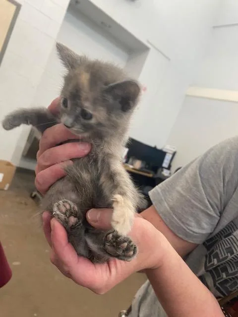 A baby medium-sized female Domestic Short Hair cat named Miley for adoption in Dallas, TX