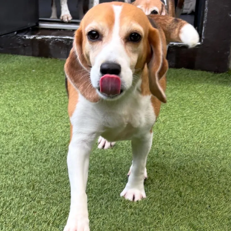 An adult small-sized female Yellow / Tan / Blond / Fawn Beagle dog named DOK aka for adoption in LOXAHATCHEE, FL