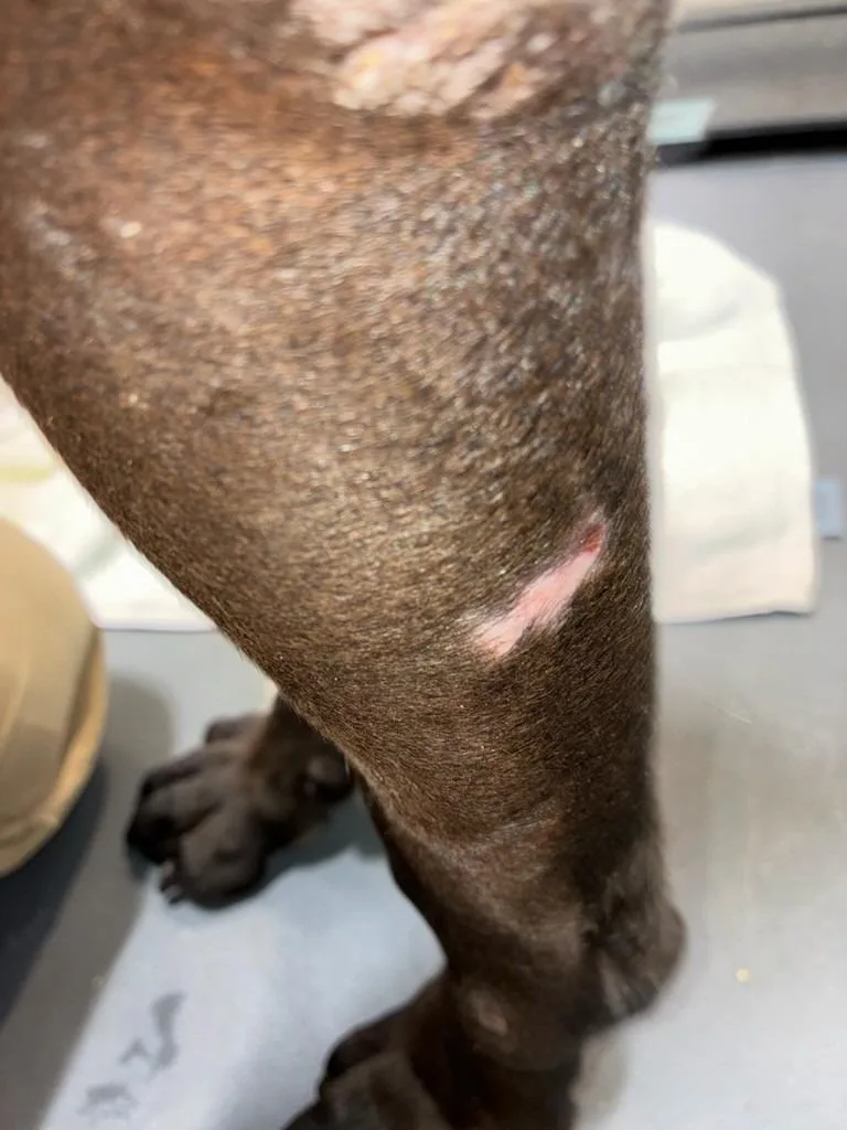 The Boss thumbnail 2