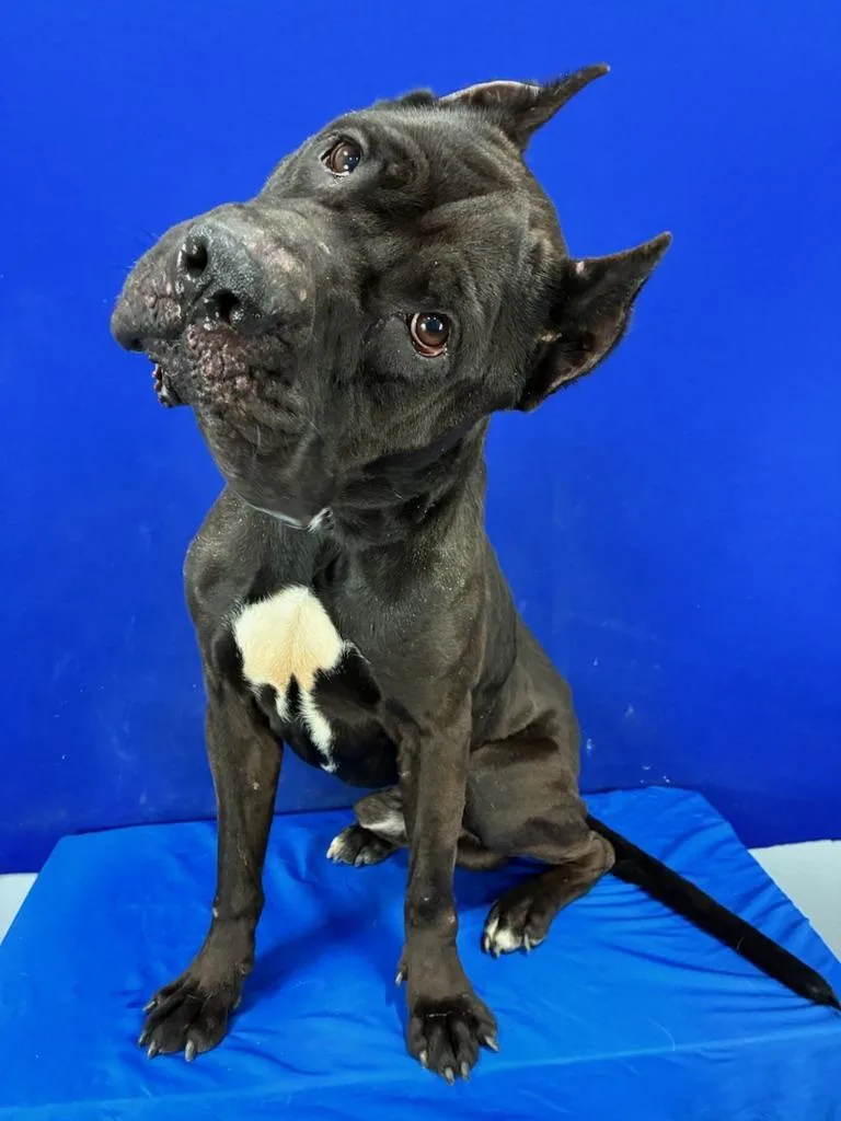 The Boss thumbnail 4