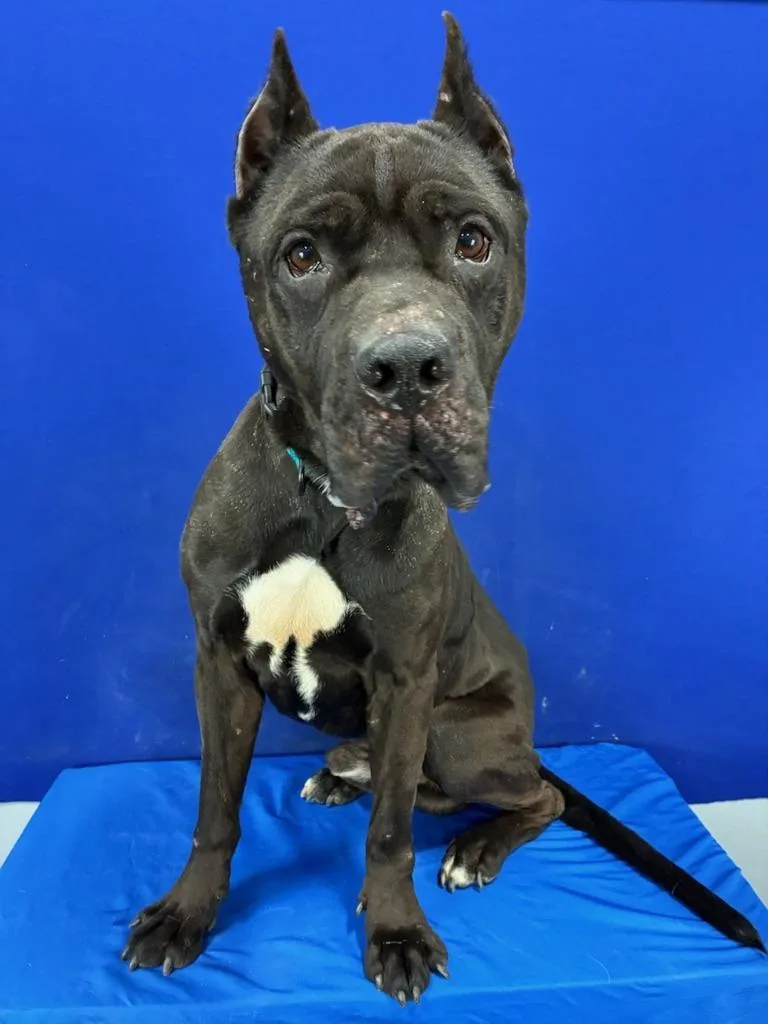 The Boss thumbnail 5