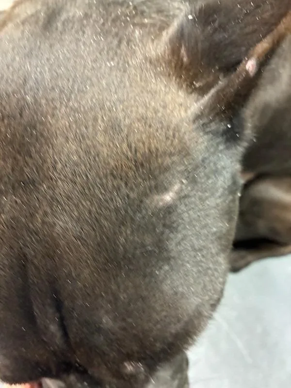 The Boss thumbnail 6