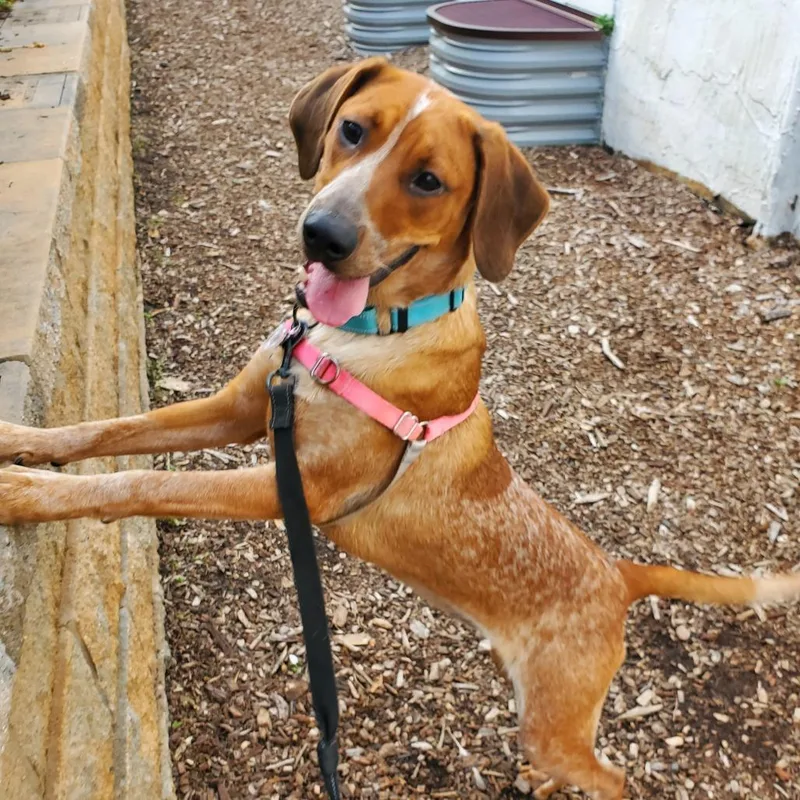 Piper