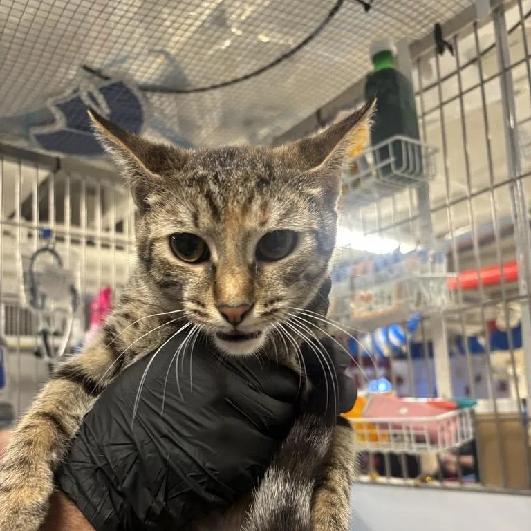 A young medium-sized female Gray / Blue / Silver Domestic Short Hair cat named Domino for adoption in New York, NY