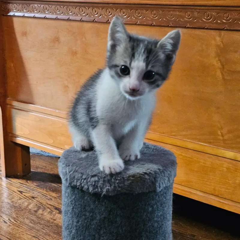A baby medium-sized male Tabby (Gray / Blue / Silver) Domestic Short Hair cat named John Legend for adoption in Cranford, NJ