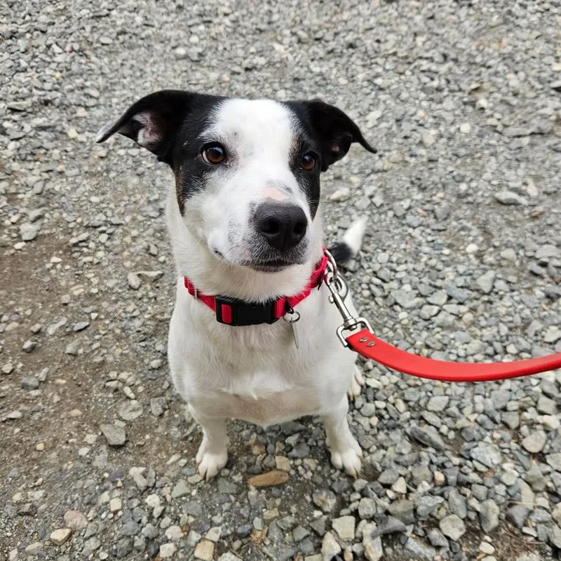 An adult medium-sized female Cattle Dog dog named Lucy for adoption in Phoenixville, PA