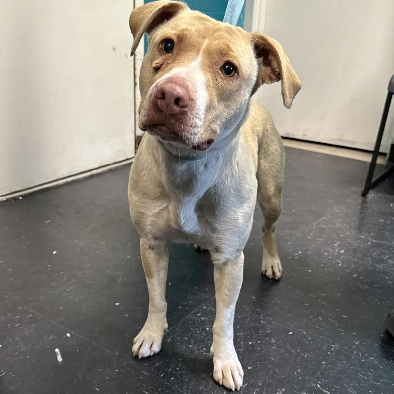An adult medium-sized female Yellow / Tan / Blond / Fawn American Staffordshire Terrier dog named Hadlee for adoption in Fairmont, WV