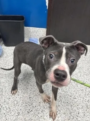A young medium-sized male Pit Bull Terrier dog named Dino for adoption in Atlanta, GA