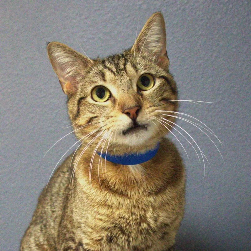 A young medium-sized male Brown / Chocolate Domestic Short Hair cat named Johnson for adoption in Lakeland, FL