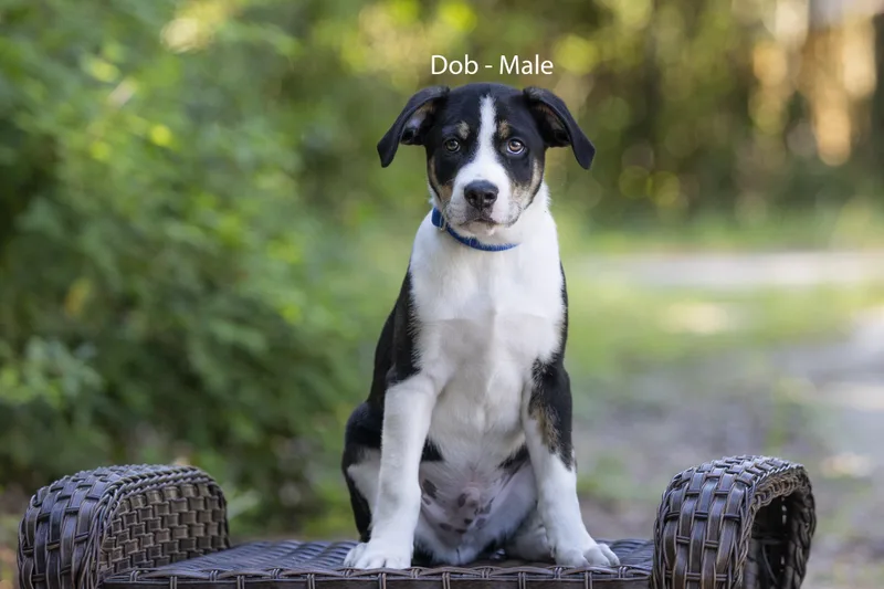 A baby medium-sized male Retriever dog named Dobs for adoption in Pawleys Island, SC