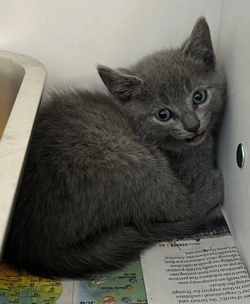 A baby small-sized female Gray / Blue / Silver Domestic Short Hair cat named 26-185 for adoption in Tarboro, NC