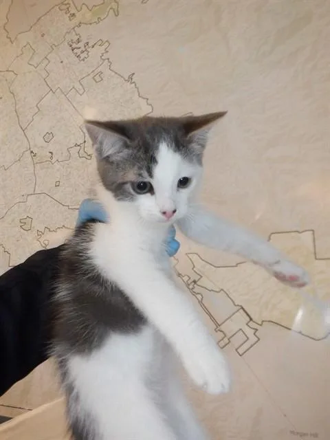 A baby small-sized male Domestic Medium Hair cat named Eugene for adoption in San Jose, CA