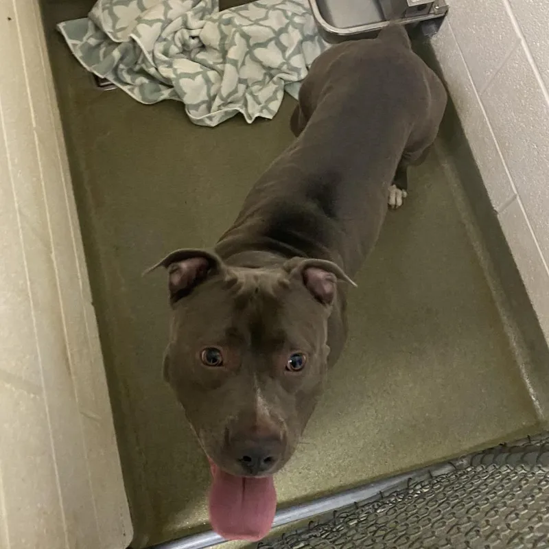An adult large-sized male Gray / Blue / Silver Pit Bull Terrier dog named 72262 for adoption in Harrisonburg, VA