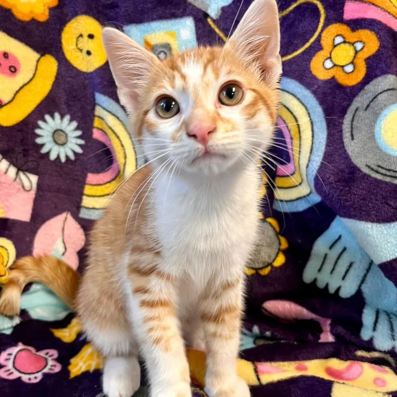 Stroopwafel thumbnail 2