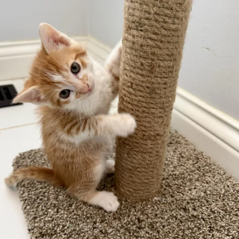 Stroopwafel thumbnail 3